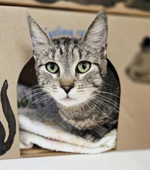 Domestic Short Hair Cats Available for Adoption in Vancouver, British Columbia - Susan | PetCurious