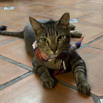 Sir Pepper -  Tabby Cat for Adoption in Coral Gables, Florida - Sir Pepper | PetCurious