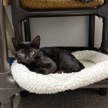 Rescue American Shorthair Cats for Adoption in Blue Ridge, Georgia - Batty | PetCurious