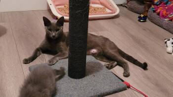 Hogwarts -  Domestic Short Hair Cat for Adoption in Fruit Heights, Utah - Hogwarts | PetCurious