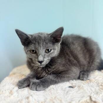 Theo -  Domestic Short Hair Cat for Adoption in Brownsboro, Alabama - Theo | PetCurious
