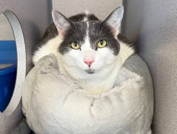Gizmo -  Domestic Short Hair Cat for Adoption in Gardnerville, Nevada - Gizmo | PetCurious