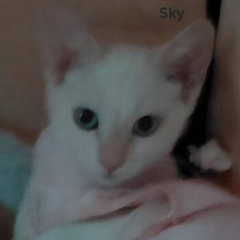 Sky -  Domestic Short Hair Cat for Adoption in Morgan Hill, California - Sky | PetCurious