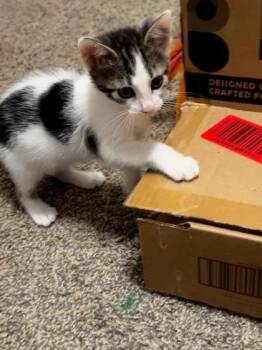 Higgledy-Piggledy -  Domestic Short Hair Cat for Adoption in Chamblee, Georgia - Higgledy-Piggledy | PetCurious