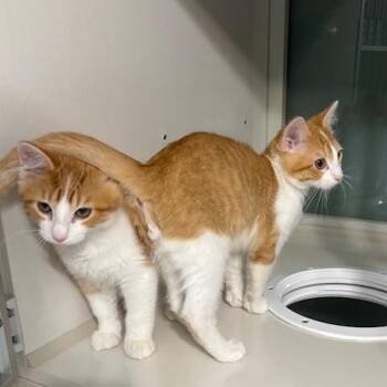 Bacon and Bagel -  Domestic Medium Hair Cat for Adoption in Hutchinson, Minnesota - Bacon And Bagel | PetCurious