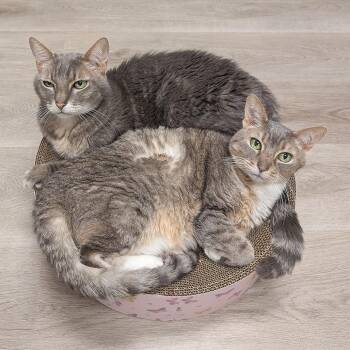 Dotty -  Domestic Short Hair Cat for Adoption in Pleasant Hill, California - Dotty | PetCurious