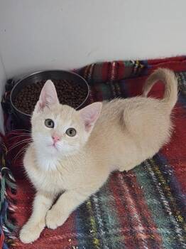 Butterscotch -  Domestic Short Hair Cat for Adoption in Bolivar, Missouri - Butterscotch | PetCurious