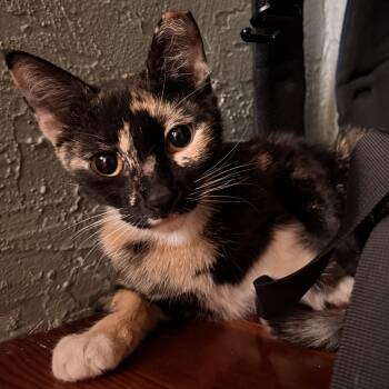 Mama Tiffany -  Tortoiseshell and Calico Cat for Adoption in Los Angeles, California - Mama Tiffany | PetCurious