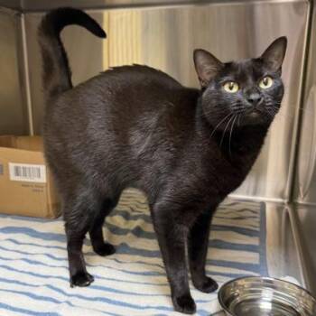 Domestic Short Hair Cats Available for Adoption - Cat | PetCurious