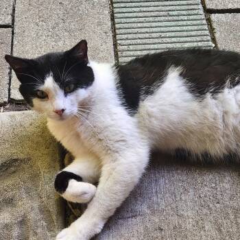 FOUND RUSHFORD -  American Shorthair Cat for Adoption in Rochester, Minnesota - FOUND RUSHFORD | PetCurious