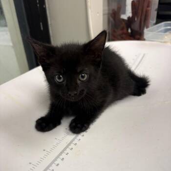 Katie -  Domestic Short Hair Cat for Adoption in Columbiana, Alabama - Katie | PetCurious