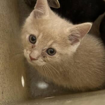 Illumi -  Domestic Short Hair Cat for Adoption in Philadelphia, Pennsylvania - Illumi | PetCurious