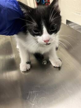 LEONARDO -  Domestic Short Hair Cat for Adoption in Long Beach, California - LEONARDO | PetCurious