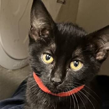 Saki -  Domestic Short Hair Cat for Adoption in Yuma, Arizona - Saki | PetCurious