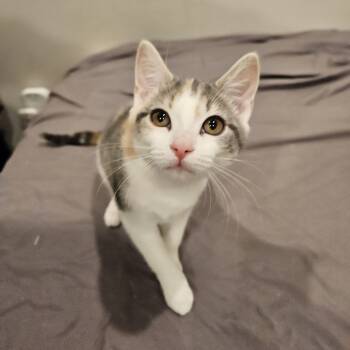 Rescue Domestic Short Hair Cats for Adoption in Philadelphia, Pennsylvania - Geeta | PetCurious