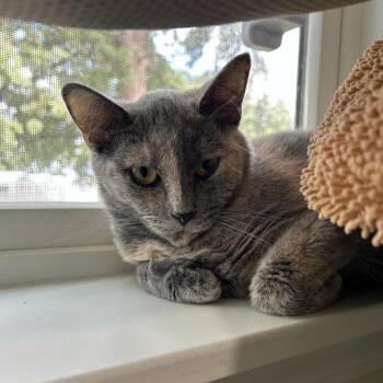 Spud -  Domestic Short Hair Cat for Adoption in Muncie, Indiana - Spud | PetCurious