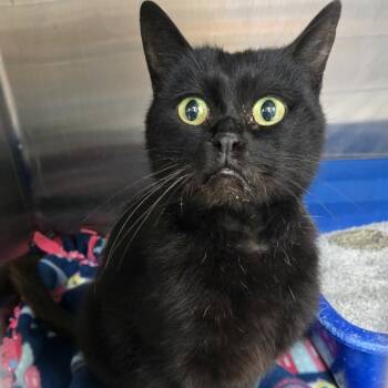 Rescue Domestic Short Hair Cats for Adoption in Tawas City, Michigan - Toothless | PetCurious