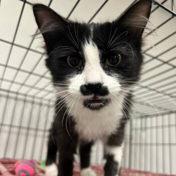 Domestic Short Hair Cats Available for Adoption in Houston, Texas - Zoe Jane | PetCurious