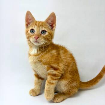 Joey -  American Shorthair Cat for Adoption in Pasco, Washington - Joey | PetCurious
