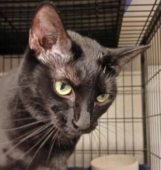Stella -  Domestic Short Hair Cat for Adoption in Bulverde, Texas - Stella | PetCurious
