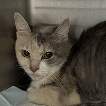 Ivory Walagorski -  Domestic Short Hair Cat for Adoption in Corbin, Kentucky - Ivory Walagorski | PetCurious
