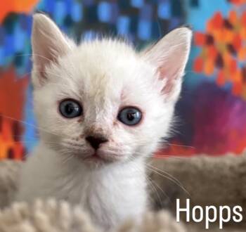 Domestic Medium Hair Cats Available for Adoption in Asbury Park, New Jersey - Hopps | PetCurious