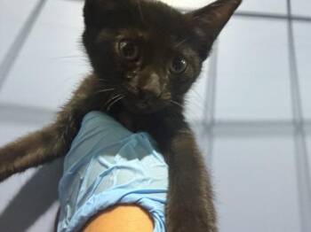 OBSEDIAN -  Domestic Short Hair Cat for Adoption in San Bernardino, California - OBSEDIAN | PetCurious