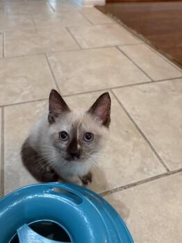 Irina -  Siamese Cat for Adoption in Rosenberg, Texas - Irina | PetCurious