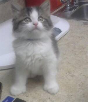 Domestic Short Hair Cats Available for Adoption in Albuquerque, New Mexico - SAMMY | PetCurious