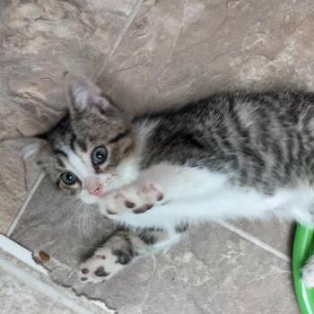 Six Seven -  Domestic Short Hair Cat Available for Adoption in Madison, Wisconsin - Six Seven | PetCurious