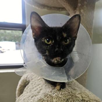 Lana -  Domestic Short Hair Cat for Adoption in Gainesville, Florida - Lana | PetCurious