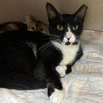 Tuxey -  Domestic Short Hair Cat for Adoption in Merriam, Kansas - Tuxey | PetCurious