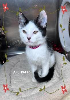 ALLY (see also AJ) -  Domestic Short Hair Cat Available for Adoption in Marietta, Georgia - ALLY (see Also AJ) | PetCurious