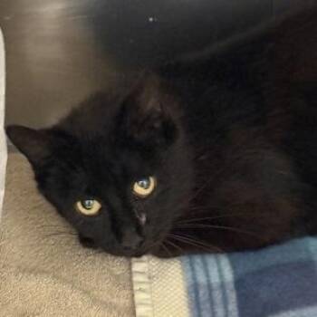 Captain Nirvana -  Domestic Short Hair Cat for Adoption in Worcester, Massachusetts - Captain Nirvana | PetCurious