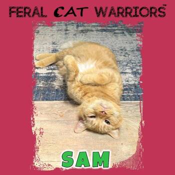 Sam -  Domestic Short Hair Cat for Adoption in Squamish, British Columbia - Sam | PetCurious