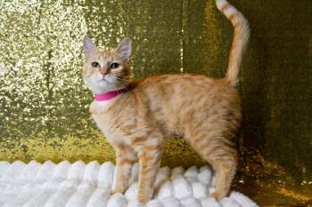 Mango Tango -  Domestic Short Hair Cat for Adoption in Yakima, Washington - Mango Tango | PetCurious