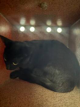 Needmore 2 -  Domestic Short Hair Cat for Adoption in Morgantown, Kentucky - Needmore 2 | PetCurious