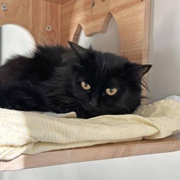 Mama June -  Domestic Long Hair Cat for Adoption in Hailey, Idaho - Mama June | PetCurious