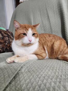 Domestic Short Hair Cats Available for Adoption in Hudson, New Hampshire - Pirulo | PetCurious