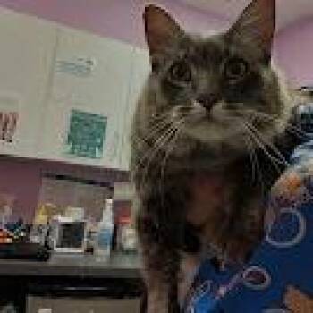 Prince -  Domestic Long Hair Cat for Adoption in Cedar Rapids, Iowa - Prince | PetCurious