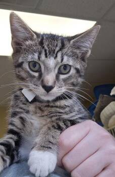 Flannel - I am at Petsmart Northborough -  Domestic Short Hair Cat for Adoption in East Brookfield, Massachusetts - Flannel - I Am At Petsmart Northborough | PetCurious