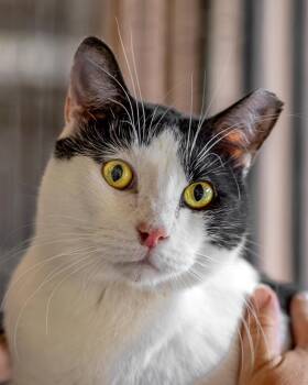 Basil -  Domestic Short Hair Cat for Adoption in Marana, Arizona - Basil | PetCurious