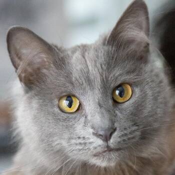 Russian Blue and Domestic Long Hair Cats Available for Adoption in Chicago, Illinois - Ivy (& Fern) | PetCurious