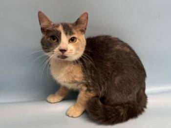 Penny -  Domestic Short Hair Cat for Adoption in Golden Valley, Minnesota - Penny | PetCurious