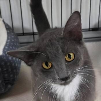 Domestic Short Hair Cats Available for Adoption in Melrose, Florida - Khloe | PetCurious