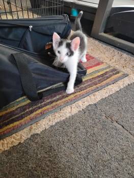 Penguin -  Domestic Short Hair Cat for Adoption in Little Rock, Arkansas - Penguin | PetCurious
