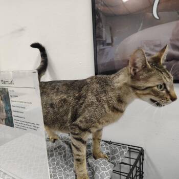 Berlin -  American Shorthair Cat for Adoption in Coos Bay, Oregon - Berlin | PetCurious