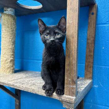 Rescue Domestic Short Hair Cats for Adoption in Jefferson, Louisiana - Gnocchi | PetCurious