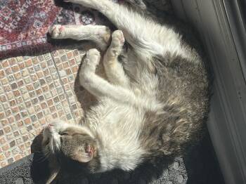 Rescue Domestic Short Hair Cats for Adoption in Montreal, Quebec - Petunia | PetCurious