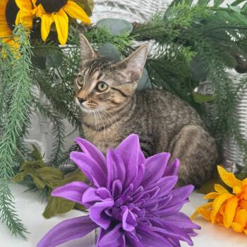 Trinket Willow 56530 -  Domestic Short Hair Cat for Adoption in Eaton Rapids, Michigan - Trinket Willow 56530 | PetCurious